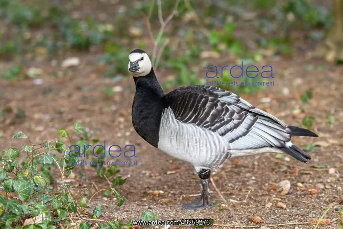  : Barnacle Goose