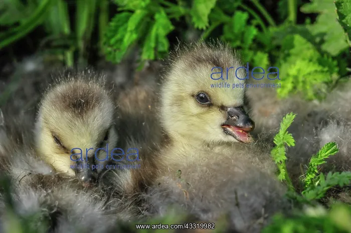 : Barnacle Goose : Barnacle Goose