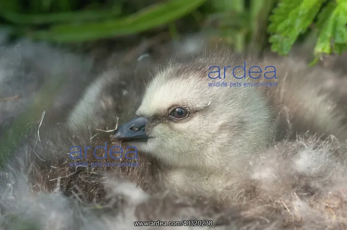 : Barnacle Goose : Barnacle Goose