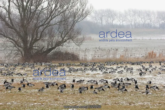  : Barnacle Goose