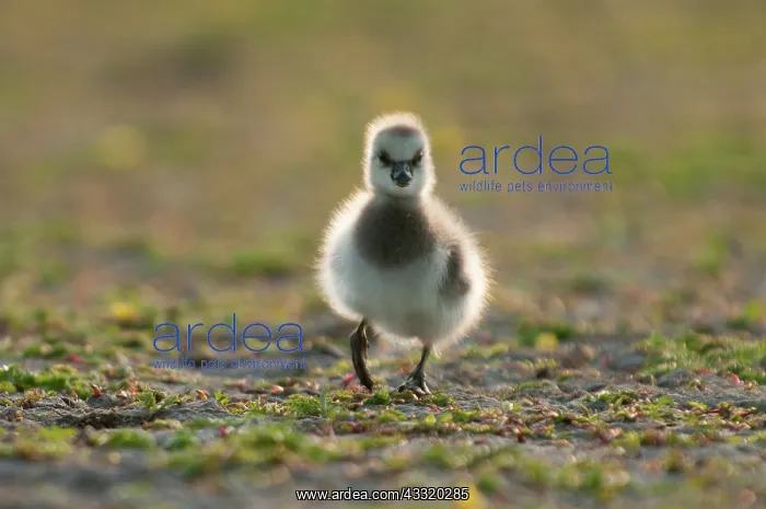 : Barnacle Goose : Barnacle Goose