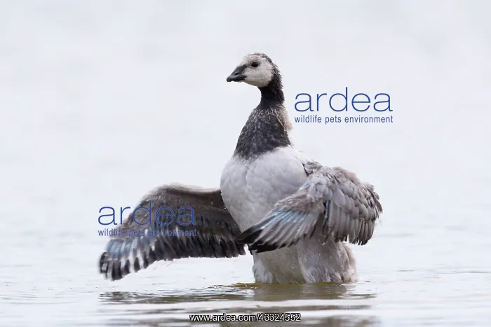 : Barnacle Goose : Barnacle Goose