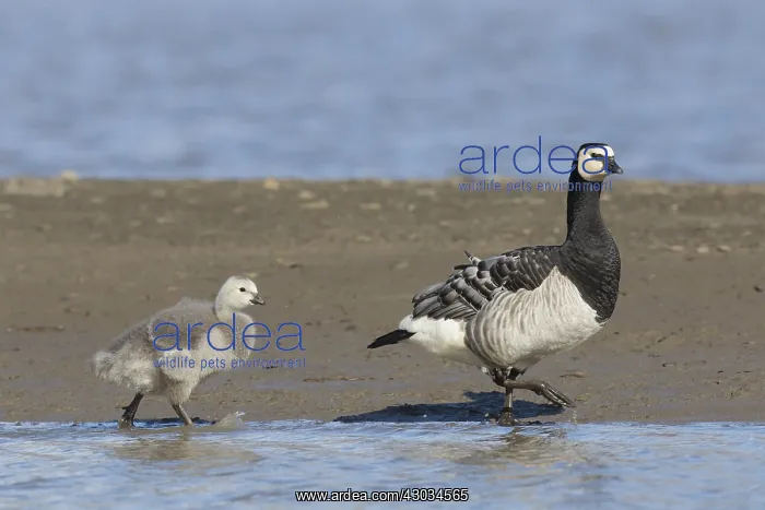 : Barnacle Goose - adult with chick - Svalbard, Norway : Barnacle Goose - adult with chick - Svalbard, Norway
