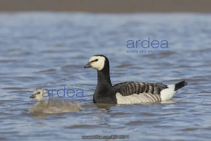 : Barnacle Goose - adult with chick - Svalbard, Norway : Barnacle Goose - adult with chick - Svalbard, Norway