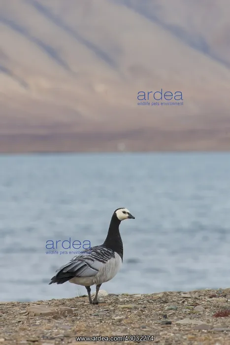 : Barnacle Goose - adult goose in arctic landscape : Barnacle Goose - adult goose in arctic landscape