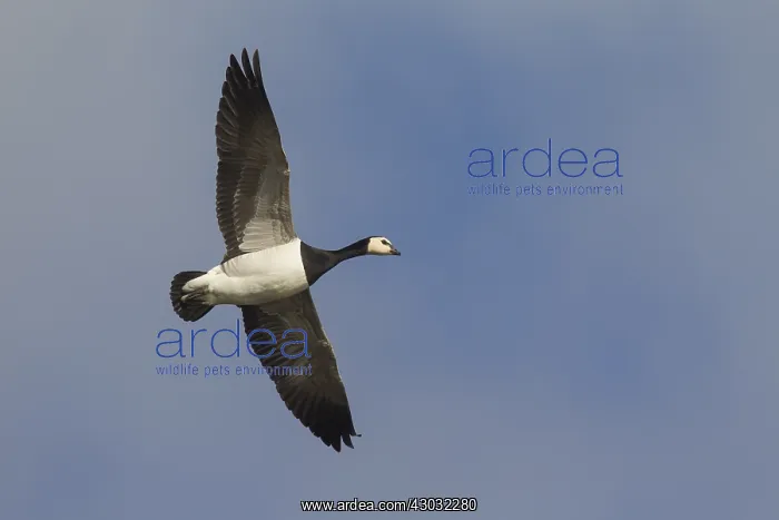 : Barnacle Goose - adult goose in flight - Germany : Barnacle Goose - adult goose in flight - Germany