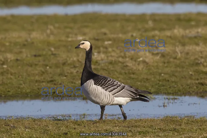 : Barnacle Goose - adult goose - Germany