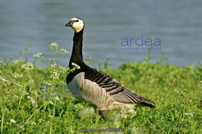  : Barnacle Goose - alert adult in spring meadow at lakeshore
