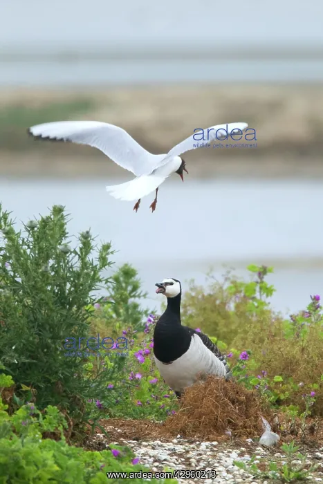: Barnacle Goose - being attacked by Black-headed : Barnacle Goose - being attacked by Black-headed