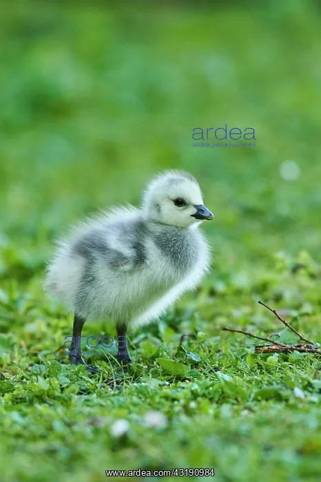 : Barnacle goose (Branta leucopsis), chick on a meadow : Barnacle goose (Branta leucopsis), chick on a meadow