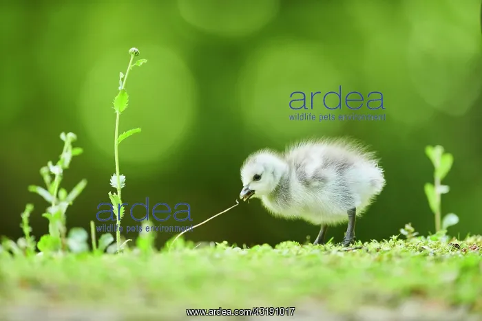 : Barnacle goose (Branta leucopsis), chick on a meadow : Barnacle goose (Branta leucopsis), chick on a meadow