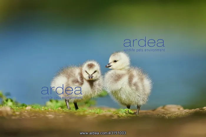  : Barnacle goose (Branta leucopsis), chicks, Bavaria