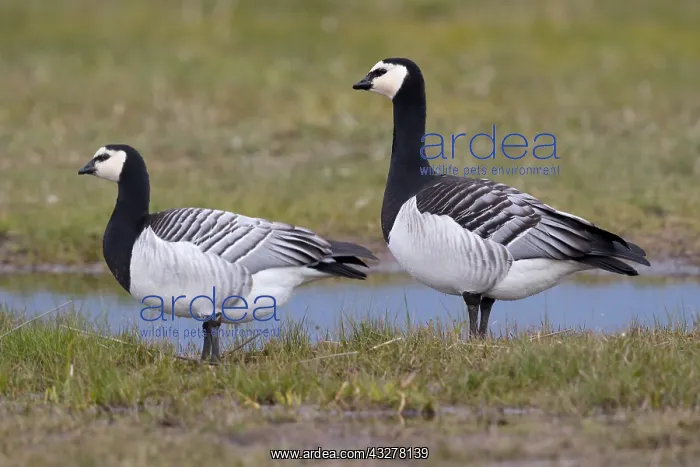 : Barnacle Goose (Branta leucopsis) couple standi : Barnacle Goose (Branta leucopsis) couple standi
