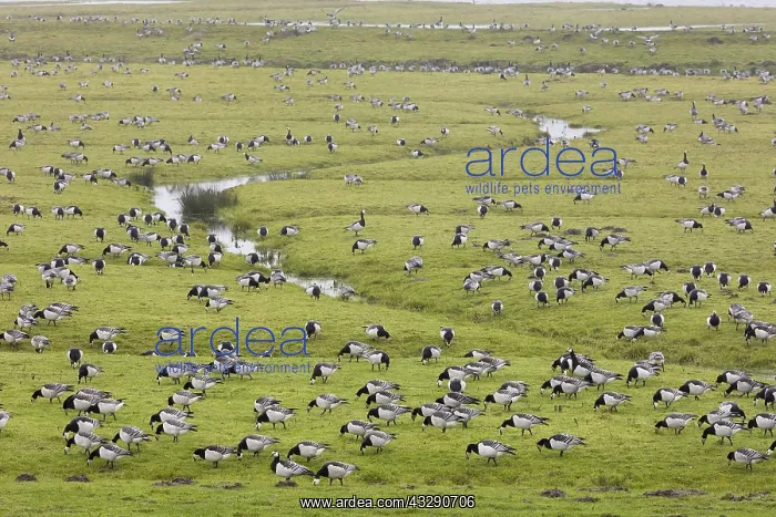 : Barnacle Goose (Branta leucopsis) group foragin : Barnacle Goose (Branta leucopsis) group foragin