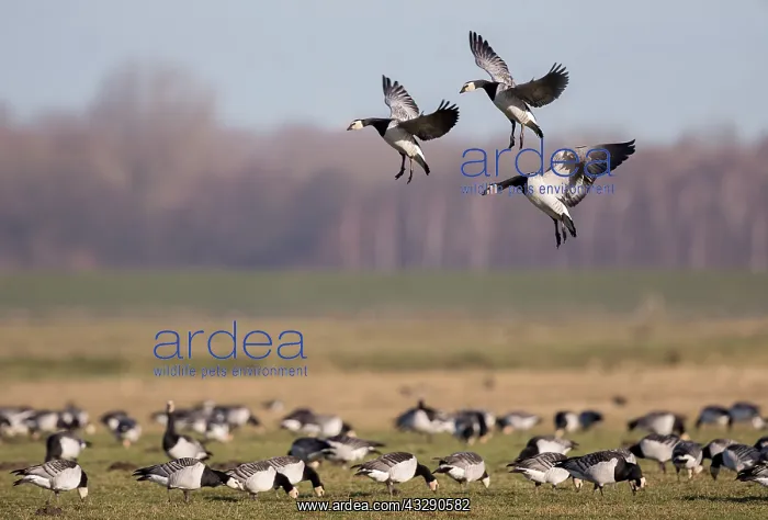 : Barnacle Goose (Branta leucopsis) group landing : Barnacle Goose (Branta leucopsis) group landing