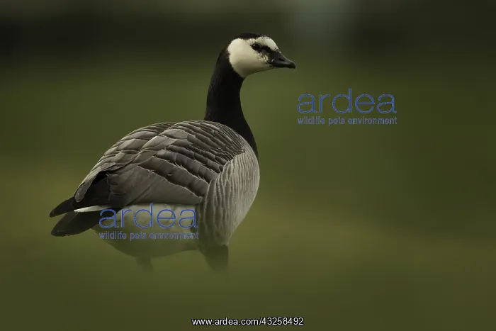 : A Barnacle Goose (Branta leucopsis) rests in the : A Barnacle Goose (Branta leucopsis) rests in the