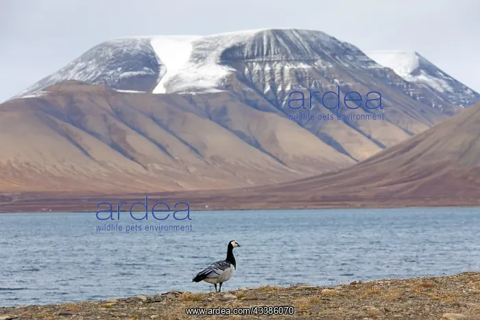 : Barnacle goose (Branta leucopsis) along shore of : Barnacle goose (Branta leucopsis) along shore of