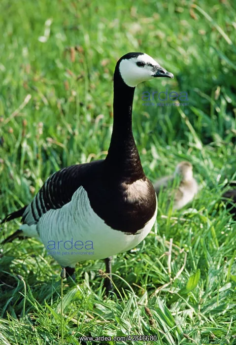 : Barnacle Goose - with chick in background : Barnacle Goose - with chick in background