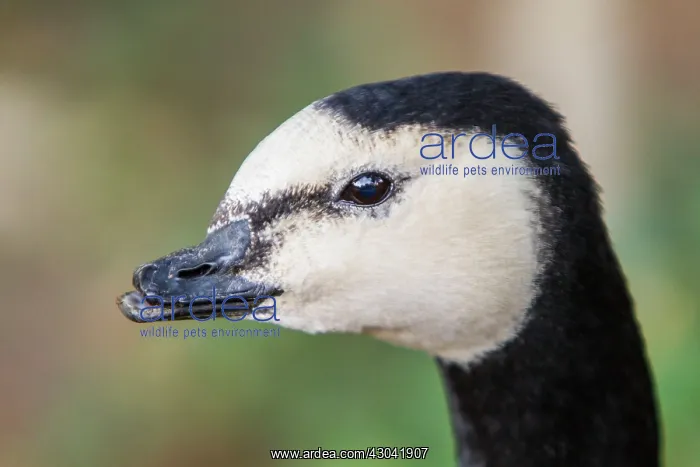  : Barnacle Goose close-up