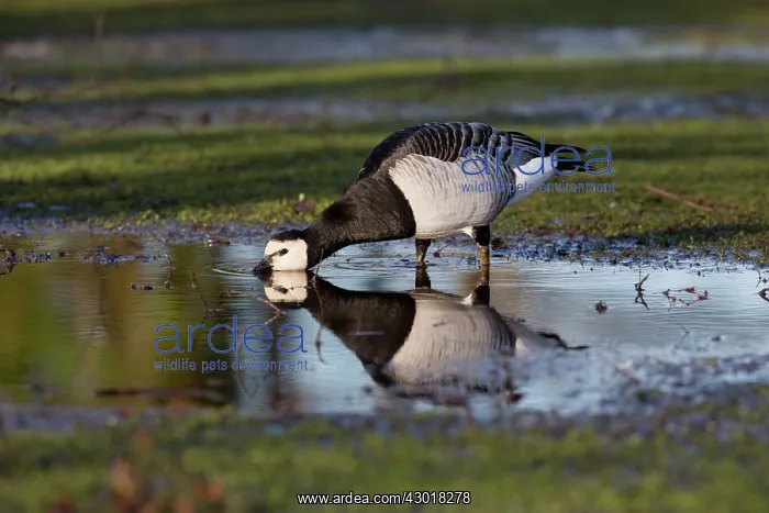 : Barnacle Goose drinking from pool winter : Barnacle Goose drinking from pool winter