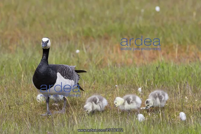 : Barnacle Goose family : Barnacle Goose family