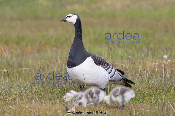 : Barnacle Goose family : Barnacle Goose family