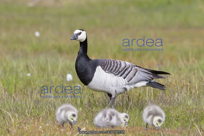 : Barnacle Goose family : Barnacle Goose family