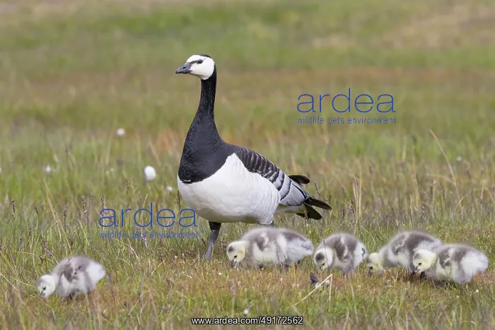 : Barnacle Goose family : Barnacle Goose family
