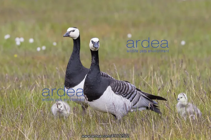 : Barnacle Goose family : Barnacle Goose family