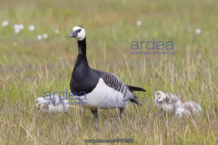 : Barnacle Goose family : Barnacle Goose family