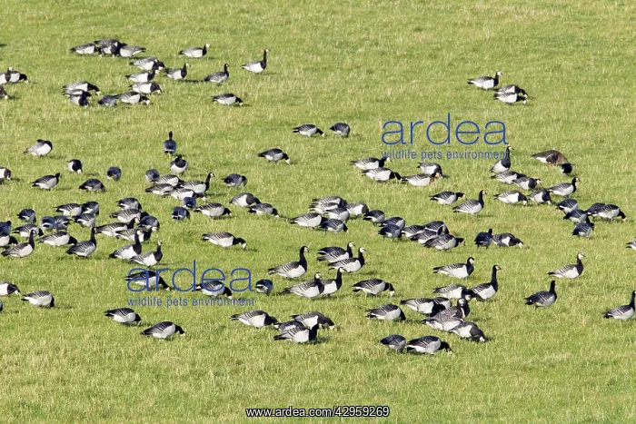 : Barnacle Goose - feeding on fields on Islay : Barnacle Goose - feeding on fields on Islay