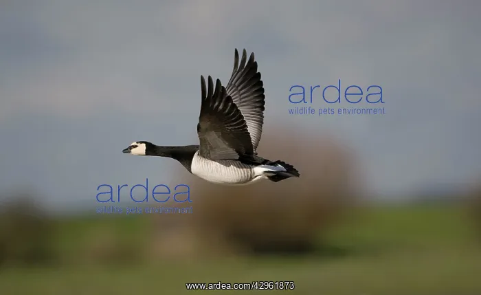 : Barnacle Goose - in flight : Barnacle Goose - in flight