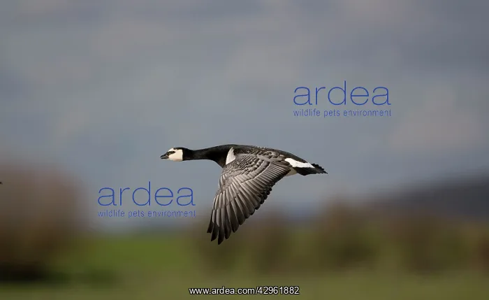 : Barnacle Goose - in flight : Barnacle Goose - in flight
