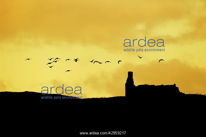 : Barnacle Goose - in flight over abandoned croft at dusk : Barnacle Goose - in flight over abandoned croft at dusk