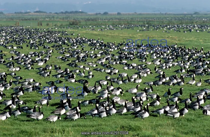 : BARNACLE GOOSE - FLOCK IN FIELD : BARNACLE GOOSE - FLOCK IN FIELD