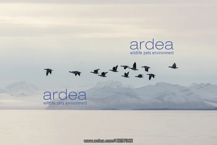 : Barnacle Goose - flock in flight in actic landscape : Barnacle Goose - flock in flight in actic landscape