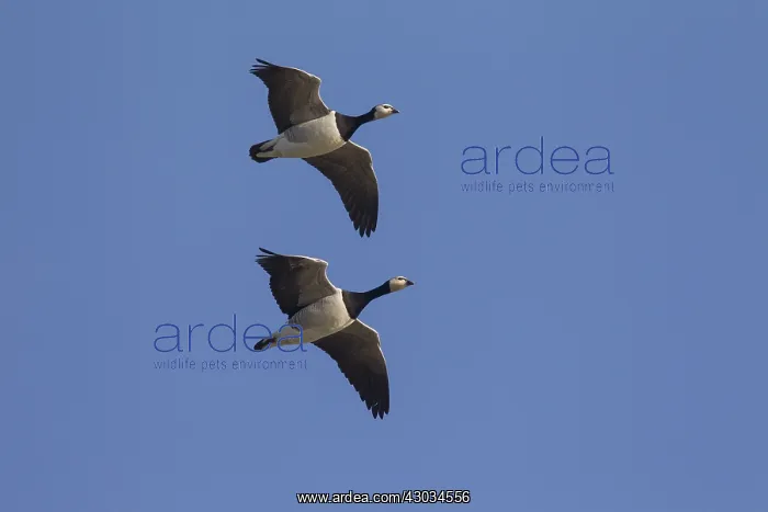  : Barnacle Goose - flock in flight - Germany