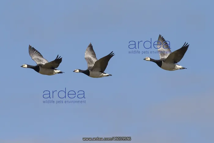  : Barnacle Goose - flock in flight - Germany
