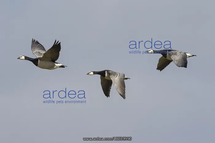  : Barnacle Goose - flock in flight - Germany