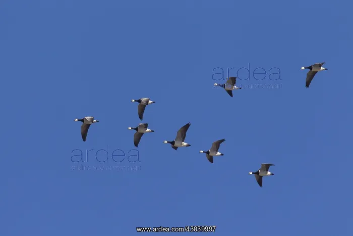  : Barnacle Goose - flock in flight - Germany
