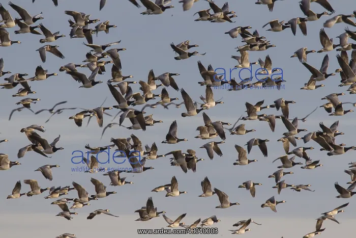  : Barnacle Goose - flock in flight - Germany