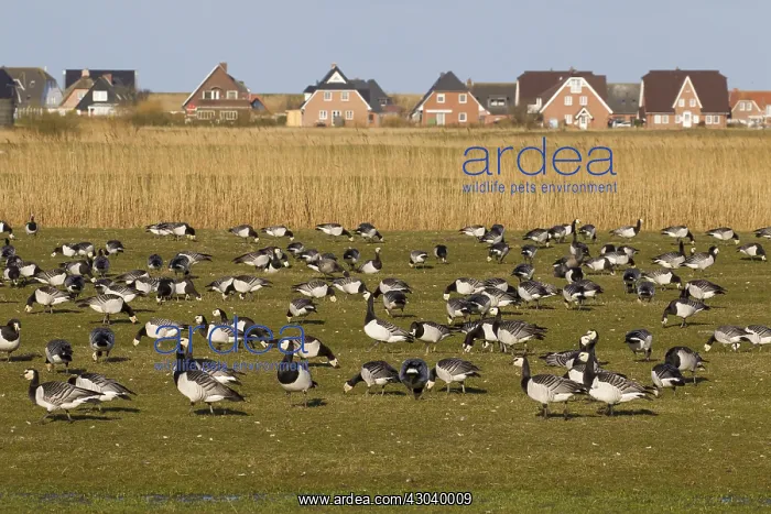 : Barnacle Goose - flock infront of a house - Germany : Barnacle Goose - flock infront of a house - Germany