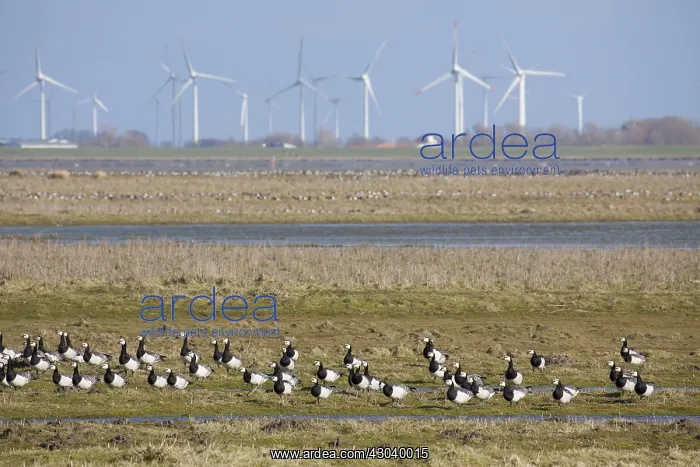 : Barnacle Goose - flock infront of wind turbines - Germany : Barnacle Goose - flock infront of wind turbines - Germany