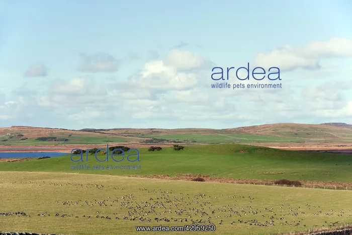 : Barnacle Goose - in Islay landscape : Barnacle Goose - in Islay landscape