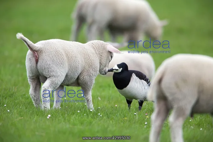 : Barnacle Goose - kissing lamb Island of Texel, Holland : Barnacle Goose - kissing lamb Island of Texel, Holland
