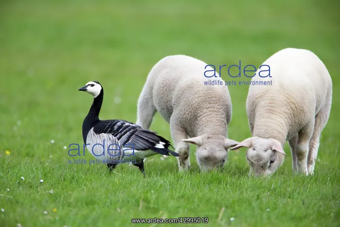 : Barnacle Goose - with lambs Island of Texel, Holland : Barnacle Goose - with lambs Island of Texel, Holland