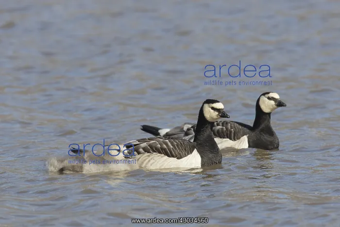 : Barnacle Goose -pair with chicks - Svalbard, Norway : Barnacle Goose -pair with chicks - Svalbard, Norway