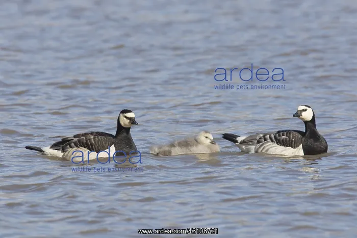 : Barnacle Goose -pair with chicks - Svalbard, Norway