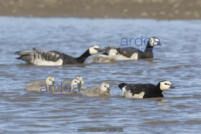 : Barnacle Goose -pair with chicks - Svalbard, Norway : Barnacle Goose -pair with chicks - Svalbard, Norway
