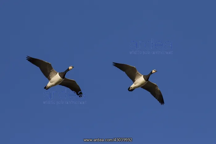  : Barnacle Goose - pair in flight - Germany